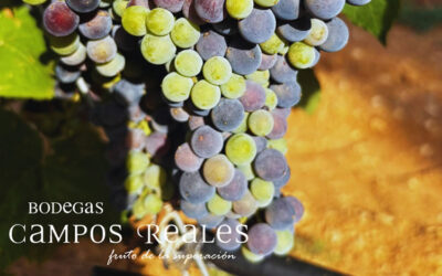 Da comienzo la nueva edición del «Concurso de Fotografía Vendimia Bodegas Campos Reales 2025»