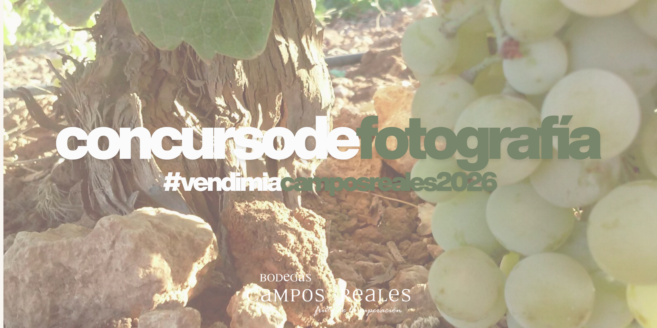 Concurso de Fotografía de Vendimia Bodegas Campos Reales 2026
